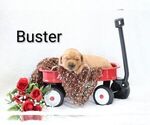 Small #8 Golden Retriever