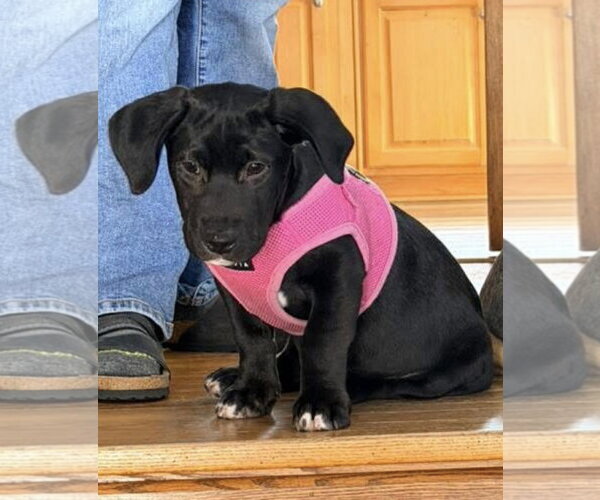 Medium Photo #9 Labrador Retriever-Unknown Mix Puppy For Sale in St. Louis Park, MN, USA