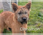 Small Irish Terrier Mix