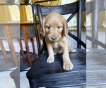 Litter of 5 - Male(s) and Female(s) GoldendoodleLitter of Puppies for Sale - Photo #4