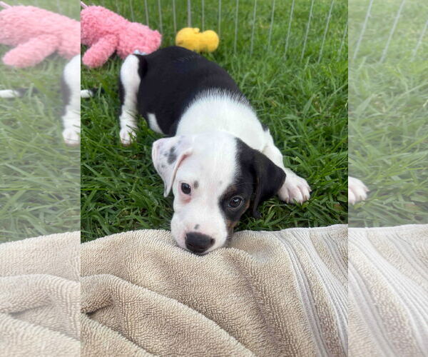 Medium Photo #3 Border Collie Puppy For Sale in Menifee, CA, USA