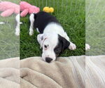 Small #2 Border Collie