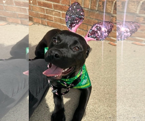 Medium Photo #2 Mutt Puppy For Sale in Germantown, OH, USA