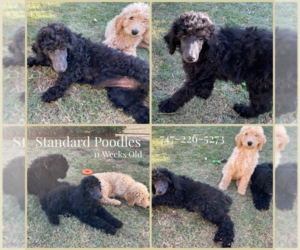 Poodle (Standard) Puppy for Sale in WOODLAND HILLS, California USA