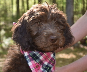 Medium Goldendoodle