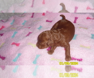 Poodle (Toy) Puppy for sale in DULUTH, GA, USA