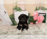Puppy 11 Poodle (Toy)-Yorkshire Terrier Mix