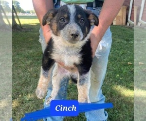 Texas Heeler Puppy for sale in WESTPOINT, IN, USA