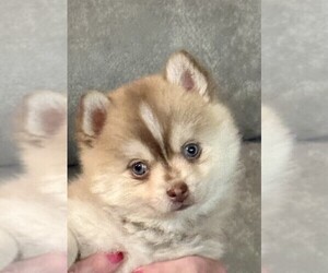 Pomsky Puppy for Sale in MAGNOLIA, Texas USA