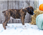 Small Photo #17 Boxer Puppy For Sale in WAKARUSA, IN, USA