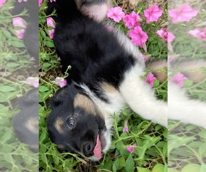 Miniature Australian Shepherd Puppy for sale in NEW WASHINGTN, IN, USA