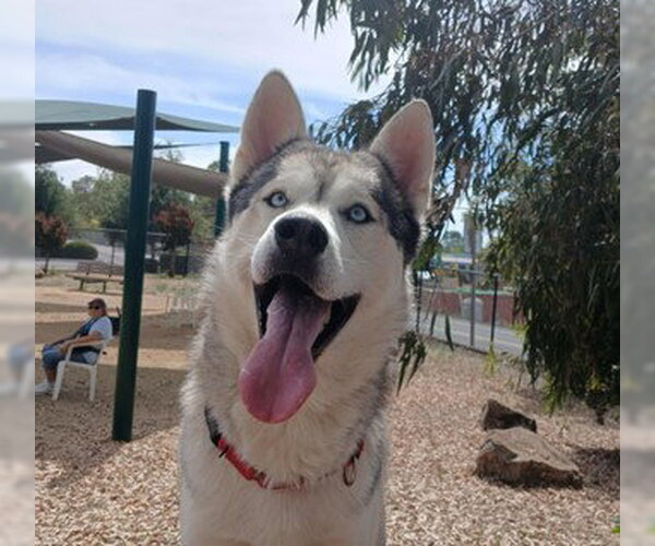 Medium Photo #1 Alaskan Malamute-Unknown Mix Puppy For Sale in Martinez, CA, USA