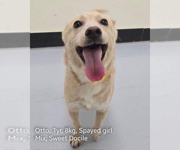 Medium Photo #2 Shiba Inu-Unknown Mix Puppy For Sale in Agoura Hills, CA, USA