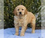 Small Photo #3 Golden Retriever Puppy For Sale in LITITZ, PA, USA
