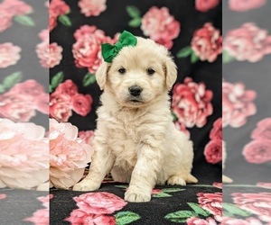 Goldendoodle-Poodle (Toy) Mix Puppy for sale in AIRVILLE, PA, USA