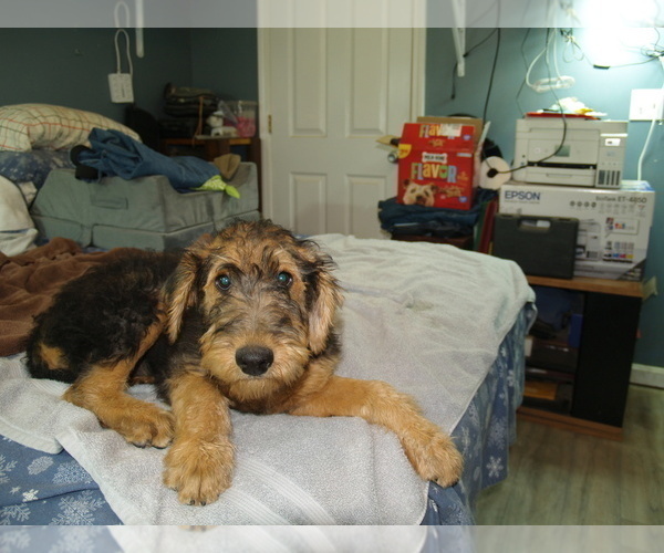Medium Photo #48 Airedale Terrier Puppy For Sale in CHARLESTOWN, IN, USA