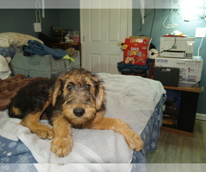 Medium Airedale Terrier
