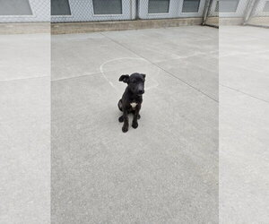 Mutt Dogs for adoption in Maquoketa, IA, USA