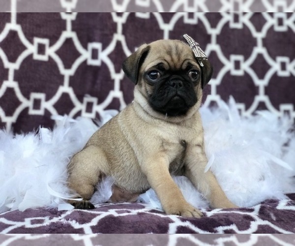 Medium Photo #3 Pug Puppy For Sale in LAKELAND, FL, USA