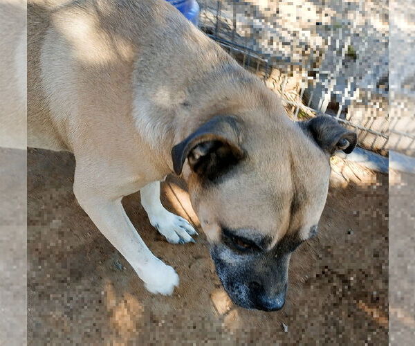 Medium Photo #12 American Staffordshire Terrier-Boxer Mix Puppy For Sale in Apple Valley, CA, USA