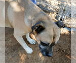 Small #11 American Staffordshire Terrier-Boxer Mix