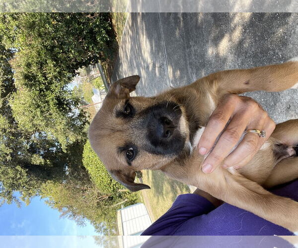 Medium Photo #1 Mutt Puppy For Sale in Mobile, AL, USA