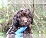Small Photo #1 Poodle (Miniature)-Schnoodle (Miniature) Mix Puppy For Sale in RIVERDALE, MD, USA