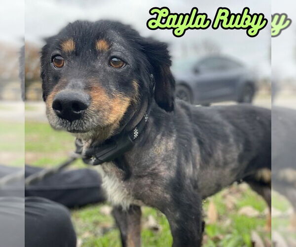 Medium Photo #8 Dachshund-Unknown Mix Puppy For Sale in San Antonio, TX, USA