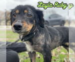 Small #7 Dachshund Mix
