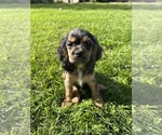 Small #8 Cocker Spaniel