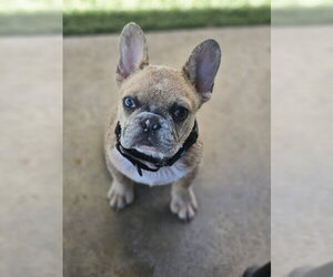 Sailor (Special Needs) - Female French Bulldog Dog for Adoption - Photo #6
