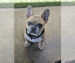 Small #5 French Bulldog