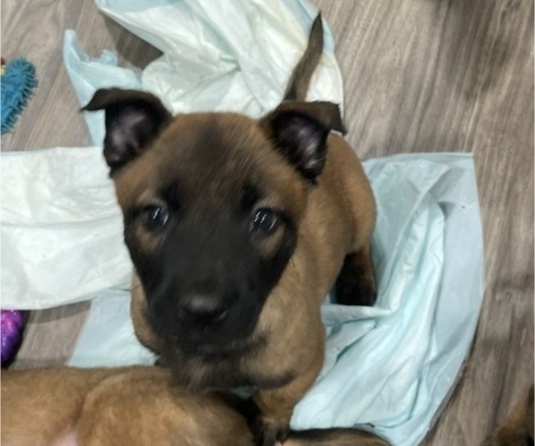 Medium Photo #40 Belgian Malinois Puppy For Sale in REESEVILLE, WI, USA