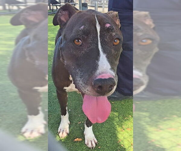 Medium Photo #2 American Pit Bull Terrier Puppy For Sale in Downey, CA, USA