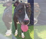 Small #1 American Pit Bull Terrier