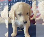 Small #7 Golden Retriever