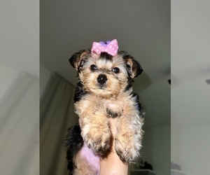 Yorkshire Terrier Puppy for sale in MIAMI BEACH, FL, USA