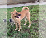 Small #1 German Shepherd Dog