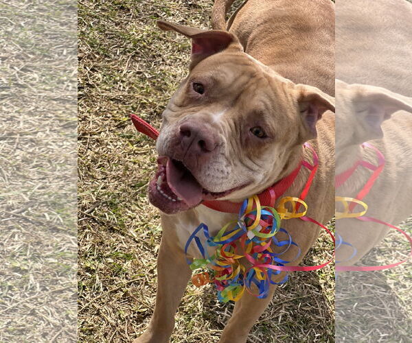 Medium Photo #4 American Staffordshire Terrier-Unknown Mix Puppy For Sale in Phoenix, AZ, USA