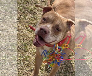 Spice - Female American Staffordshire Terrier-Unknown Mix Dog for Adoption - Photo #4