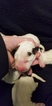 Small Photo #3 Bull Terrier Puppy For Sale in JACKSON, MI, USA