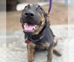 Small #1 Labrador Retriever Mix