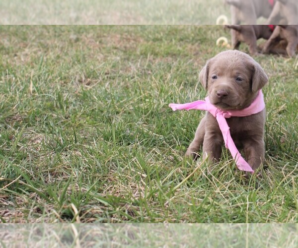 Medium Photo #3 Labrador Retriever Puppy For Sale in MARSHFIELD, MO, USA