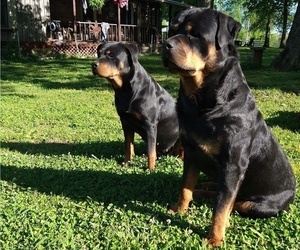 Rottweiler Puppy for sale in SHELBYVILLE, TN, USA