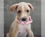 Small #4 Golden Retriever-Pembroke Welsh Corgi Mix