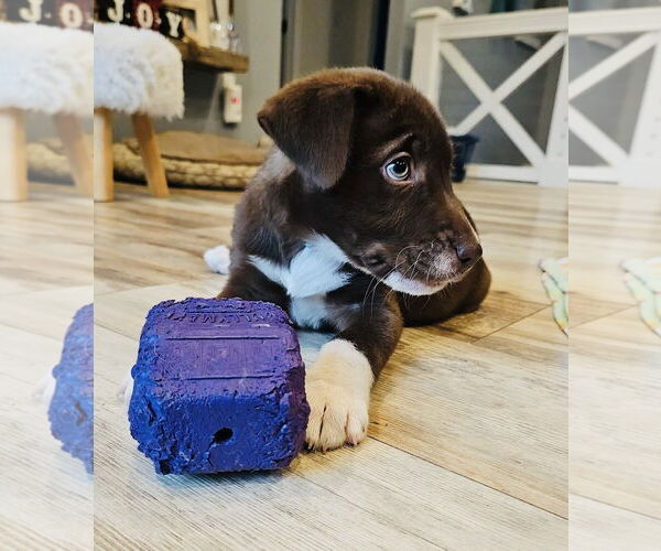 Medium Photo #4 Labrador Retriever-Unknown Mix Puppy For Sale in Germantown, OH, USA