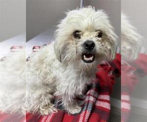 Maltese-Unknown Mix Dogs for adoption in Redlands, CA, USA