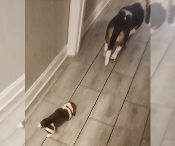 Medium Photo #31 Basset Hound Puppy For Sale in BYHALIA, MS, USA