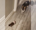 Small Photo #31 Basset Hound Puppy For Sale in BYHALIA, MS, USA