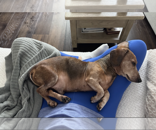 Medium Photo #2 Dachshund Puppy For Sale in Weston, FL, USA